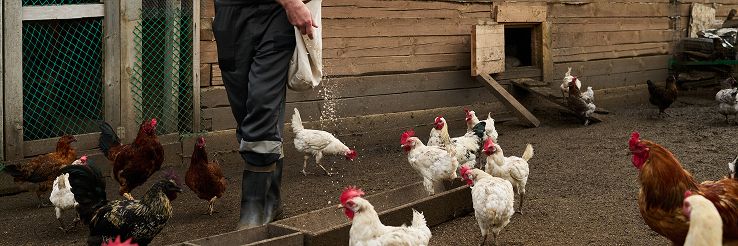 feeding-hens-by-wooden-coop-in-the-yard-2025-03-16-00-16-07-utc 1.jpg